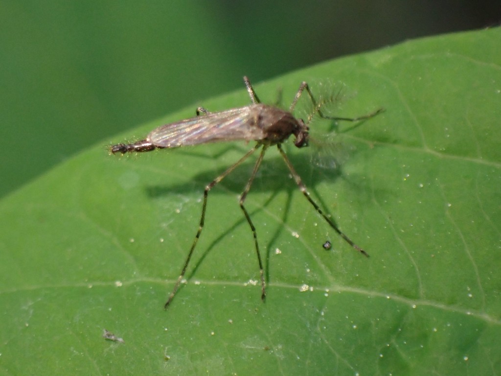 Mochlonyx cinctipes