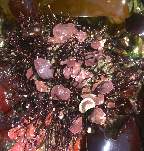 Neopolyporolithon reclinatum