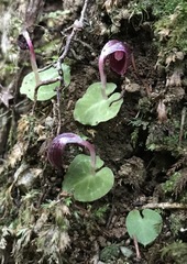 Corybas abellianus