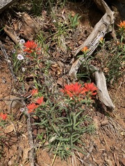 Castilleja pruinosa