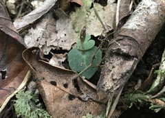 Corybas abellianus