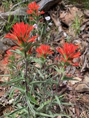 Castilleja pruinosa