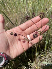 Sanicula bipinnatifida