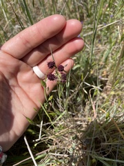 Sanicula bipinnatifida