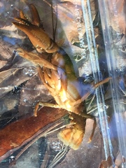 Cambarus conasaugaensis
