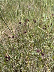 Sanicula bipinnatifida