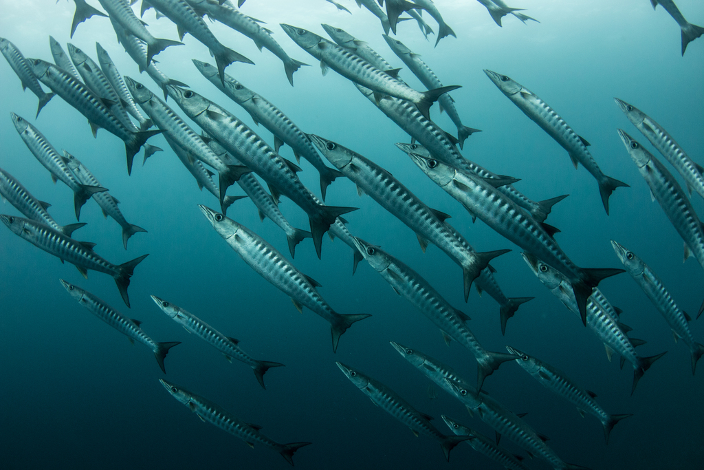 Blackfin barracuda (Sphyraena qenie) — Sphyraenidae