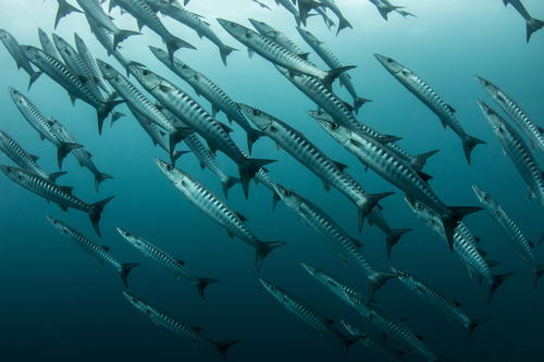 Schooling barracuda