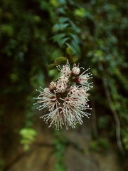 Metrosideros colensoi