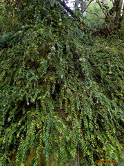 Metrosideros colensoi