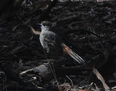 Drymodes brunneopygia