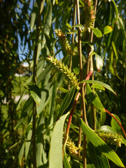 Salix × pendulina