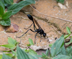 Eremnophila
