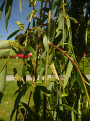 Salix × pendulina