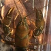Mountain Crayfish - Photo (c) Daniel Folds, some rights reserved (CC BY-NC), uploaded by Daniel Folds