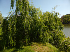 Salix × pendulina