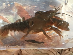 Cambarus conasaugaensis