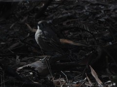 Drymodes brunneopygia