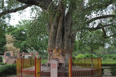 Ficus religiosa