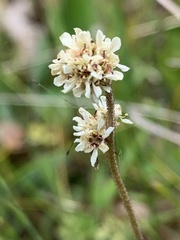 Micranthes oregana