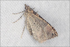 Epyaxa subidaria