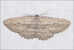 Scioglyptis loxographa