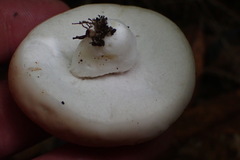 Boletus semigastroideus