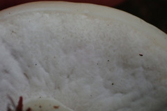 Boletus semigastroideus