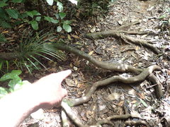 Boletus semigastroideus