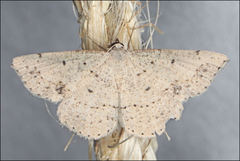 Taxeotis perlinearia