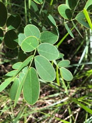 Senna pendula glabrata
