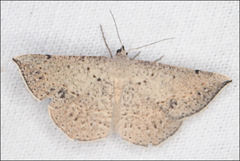 Taxeotis perlinearia