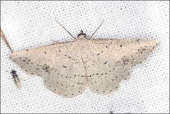 Taxeotis perlinearia