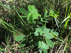 Senna pendula glabrata