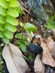 Pterostylis hispidula