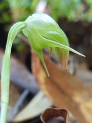 Pterostylis hispidula