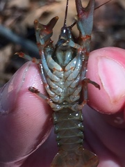 Cambarus coosawattae
