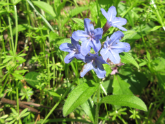 Aegonychon zollingeri