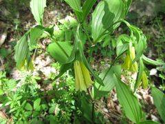 Disporum uniflorum