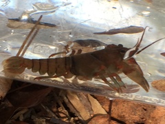 Cambarus coosawattae