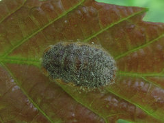 Drosicha corpulenta