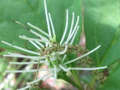 Chloranthus fortunei