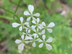 Osmorhiza aristata