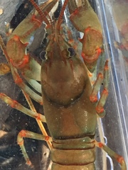 Cambarus coosawattae