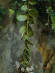 Metrosideros colensoi