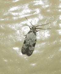 Taygete attributella