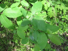 Lindera glauca