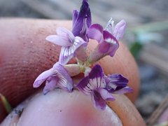 Astragalus rattanii jepsonianus