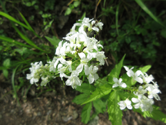 Cardamine leucantha