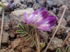Astragalus rattanii jepsonianus
